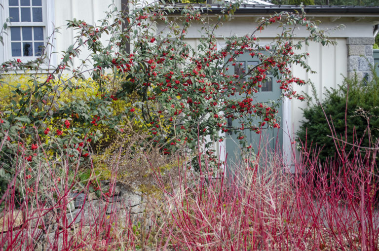 Red in winter